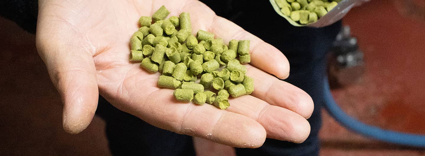 Hopfen ist eine Grundzutat für das Bierbrauen